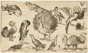 Påfugl i midten omgivet af ni andre fugle, inklusive en kalkun og en sommerfugl..., 1572.