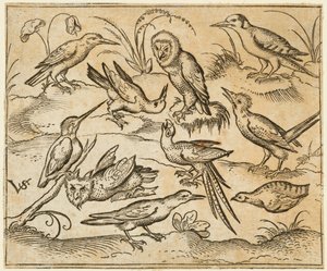 Ti fugle, der sidder på grene og pletter af græs, inklusive to ugler og en fugl..., 1557.