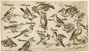 Tolv typer fugle, inklusive en ugle og pelikan, individuelt mærket og placeret..., 1572.
