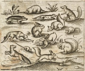 Gruppe af små skovdyr, der spiser og løber rundt i en dam, inklusive en mus, kanin, egern, vaskebjørn, skovmeldyr, ilder, mår og grævling, fra Douce Ornament Prints Album I af Virgilius the elder (after) Solis
