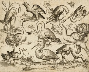 Struds på venstre side med ni andre fugle, inklusive en hejre og en pelikan, afbildet på en minimal grund med pletter af løv omkring nogle af fuglene, fra Douce Ornament Prints Album I, efter 1557 (gravering og ætsning på lagt papir) af Virgilius the elder (after) Solis