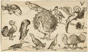 Påfugl i midten omgivet af ni andre fugle, inklusive en kalkun, og en sommerfugl på en minimal grund med en lille plet græs, fra Douce Ornament Prints Album I af Virgilius the elder (after) Solis