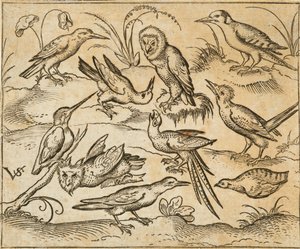 Ti fugle, der sidder på grene og pletter af græs, inklusive to ugler og en fugl med lange halefjer, der kvidrer med hovedet tilbage i midten, fra Douce Ornament Prints Album I af Virgilius the elder (after) Solis