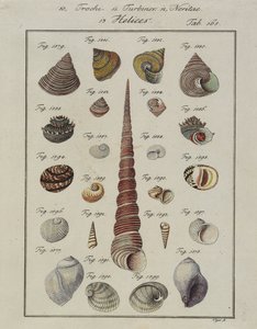 Havskaller: Trochi, Turbiner, Neritae Helices, fra Neues Systematisches Conchylien-Cabinet, 1784 (håndfarvet ætsning og gravering) af Vogel