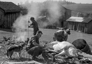 Mænd gør en slagtet gris klar til at blive stegt på en gård, West Virginia