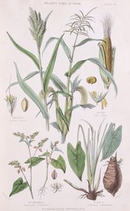 Hirse, majs, boghvede og taro, illustration fra A History of the Vegetable Kingdom af William Rhind 1797-1874, 1872 farvegravering af W.H. Fitch