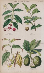 Kaffe; Te; Chokolade; Brødfrugt (farvet gravering)