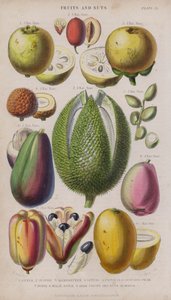 Guava; Jujube; Mangostan; Litchi; Pistacie; Avocado pære; Durio; malaysisk æble; Akee frugter og nødder; Mango (farvet gravering)