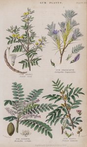 Gummi arabisk; Tragacanth gummi; Gummi Olibanum; Gum Mastic (farvet gravering)