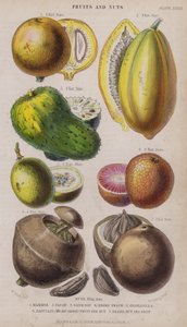 Mammee; Papaw; Sur Sop; Negro Fersken; Granadilla; Zabucajo (låget hævet) Frugt og nødder; Paranød og frugt (farvet gravering)