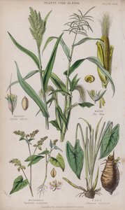 Hirse; Majs; Boghvede; Taro (farvet gravering)