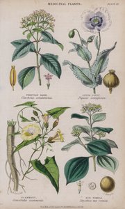 Peruansk bark; Opiumsvalmue; Scammony; Nux Vomica (farvet gravering)