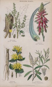 Rabarber; Aloe; Ensian; Cajeput (farvet gravering) af W. Fitch