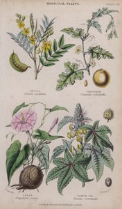 Senna; Colocynth; Jalap; Ricinusolie (farvet gravering)