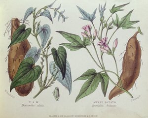 Yam og sød kartoffel (farvegravering) af W. Fitch