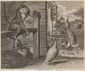 Bavianen og fjerkræet af W. Grainger