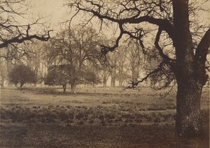 Windsor Park, Deer Feeding, 1850