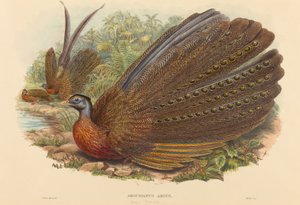 Argus Fasan (Argusianus Argus) af W. Hart