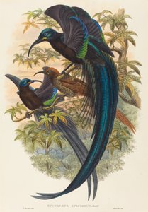 Epimachus speciosus (Seglnæbbet Paradisfugl) af W. Hart