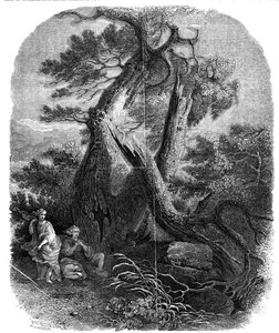 Prøve af træstik, The Death of the Children of Niobe, ...1844.