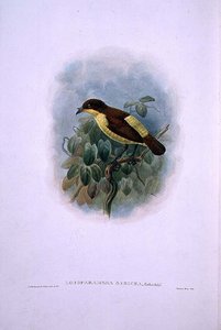 Loboparadisea serica, Paradisfugl med vandnæb (farve litografi) af W. and Keulemans J.G. Hart