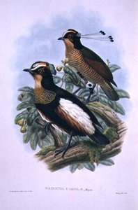 Dronning Carolas sekstrådede paradisfugl (farve litho) af W. and Keulemans J.G. Hart