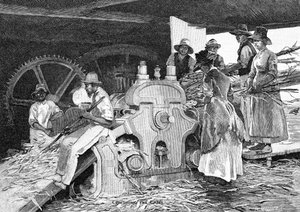Crushing the Cane, 1886. af W. Mollier