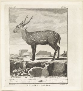 Hert Le Cerf-Cochon (titel på objekt) af W. Tringham