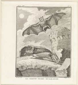 Vleermuizen The Shrew Bat (titel på objekt) af W. Tringham