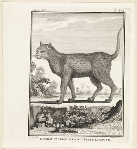 vilde kat The wildcat of new spanien (titel på objekt) af W. Tringham