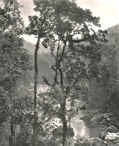 Udsigt over Kelani-floden, Kurunegala, Ceylon, 1895. af W and S Ltd