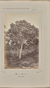 Ficus carica, i Nice (Alpes-Maritimes) af W. de Bray