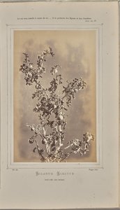 Solanum sanctum, cuelli i Èze (Alpes-Maritimes) af W. de Bray