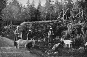 Gedeavl i Dalarna, Sverige, 1908-1909. af Wald Zachrisson