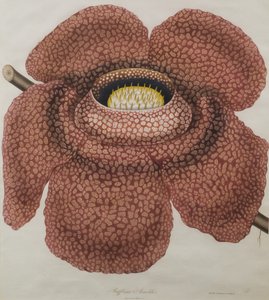 Blomst af Rafflesia arnoldii af Waldell