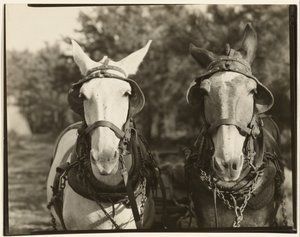 [To muldyr, Hale County, Alabama]