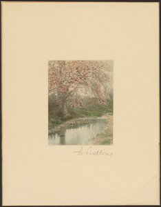 [Blomstrende træ] af Wallace Nutting