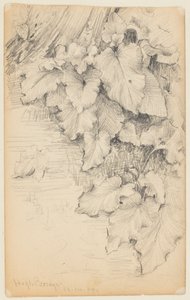 Studie af planter ved vandkanten, High Bridge