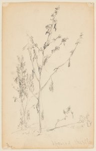 Studie af tidsler af Walter Clark