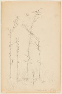 Studie af vilde planter, Fordham Heights