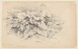 Studie af en plante, West 86th Street