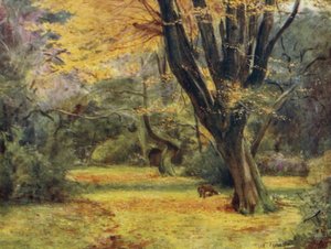 The New Forest: Maples, nær Queen