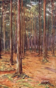 Wessex: Fyrreskove nær Bournemouth (farvelitografi) af Walter Frederick Roofe Tyndale
