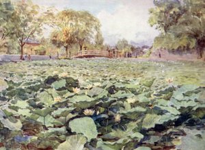 White Lotus, borgens voldgrav, Kofu af Walter Frederick Roofe Tyndale