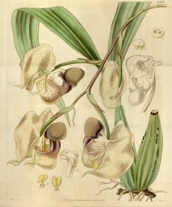 Coryanthes maculata af Walter Hood Fitch
