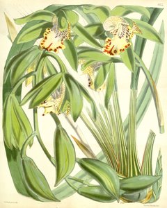 Cymbidium hookerianum af Walter Hood Fitch