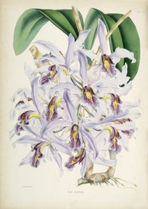 Illustration af Schomburgkia superbiens (Orig. Laelia superbiens)