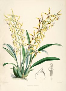 Odontoglossum lindleyanum af Walter Hood Fitch
