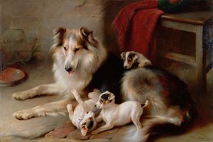 En Collie med Fox Terrier-hvalpe, 1913