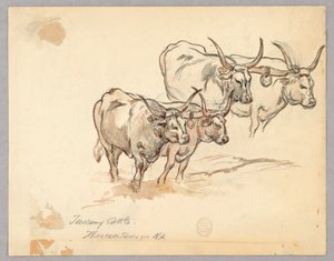Undersøgelse af kvæg i Toscana af Walter Shirlaw